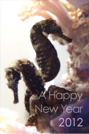 sea dragon couple for a Happy New Year